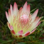 Protea 'Ruby Blush' 32cm Pot