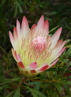 Protea 'Ruby Blush' 15cm Pot