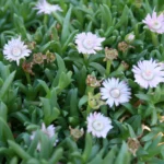 Ruschia 'Nana' 6 Pack Tray