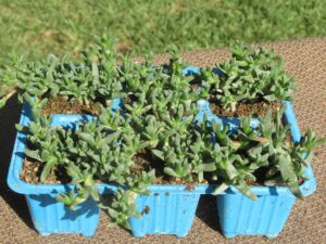 Ruschia Macowanii 6 Pack