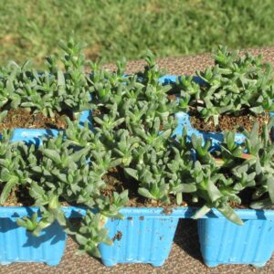 Ruschia Macowanii 6 Pack