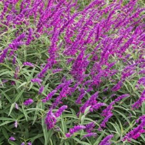 Salvia Leucantha 'Dark Purple' 128 Plug Tray