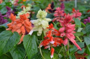 Salvia Splendens Assorted 4 Pack Tray