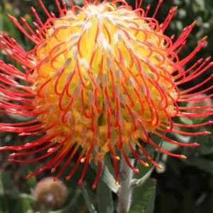 Sarah Leucospermum (pincushion) 15cm Pot