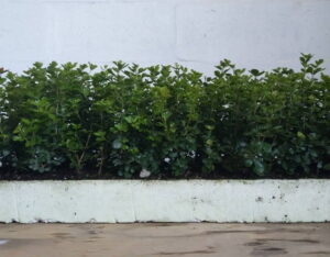 Searsia Crenata 128 Plug Tray