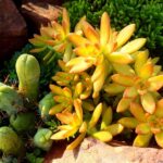 Sedum Adolphi 128 Plug Tray Sedum Adolphi 128 Plug Tray