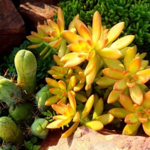 Sedum Adolphi 128 Plug Tray
