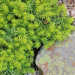 Sedum Angelina 128 Plug Tray