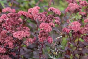 Sedum Bertram Anderson 6 Pack