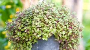 Sedum Callisia 128 Plug Tray