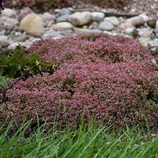 Sedum Steel 6 Pack