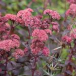 Sedum x Bertram Anderson 128 Plug Tray