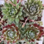 Sempervivum Purple Fluff 128 Plug Tray Sempervivum Purple Fluff 128 Plug Tray
