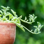 Senecio Peregrinus 'String of Dolphins' 128 Plug Tray