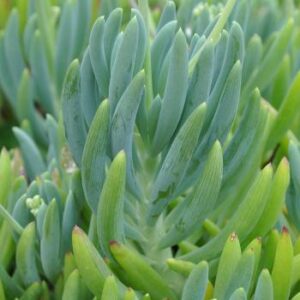 Senecio Crassulaefolius 6 Pack