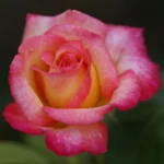 Sheila’s Perfume Hybrid Tea Rose 5lt