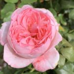 Shirley Wallington Panarosa Rose 5lt