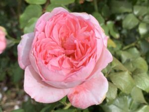 Shirley Wallington Panarosa Rose 5lt