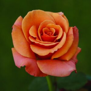 Singin’ In The Rain Hybrid Tea Rose 5lt