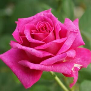 Smell Me Hybrid Tea Rose 5lt