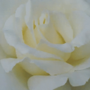 Snow Queen Rose STD 90cm