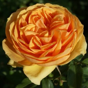 South Africa Rose STD 90cm