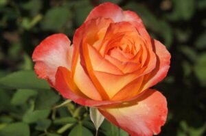 Southern Sun Hybrid Tea Rose 5lt