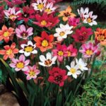 Sparaxis Bulbs-Mixed