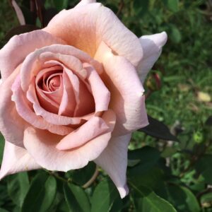 Spiced-Coffee.jpg Spiced Coffee Rose STD 90cm