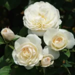 Spirit-of-SACS.webp Rose Spirit of SACS 5lt