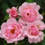 St. Andrew’s Rose STD 90cm