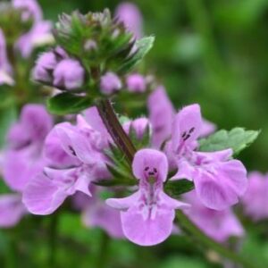 Stachys Aethiopica (Purple) 6 Pack