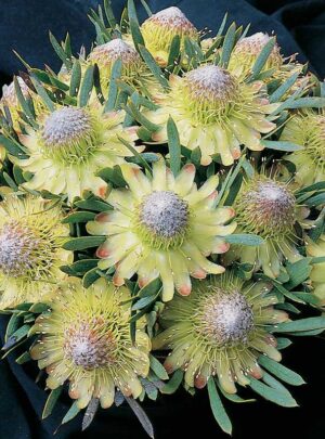 Protea 'Starlight' 15cm Pot