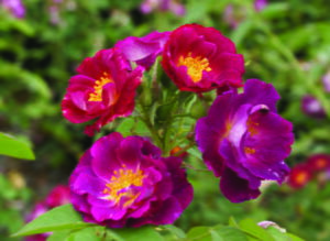 Stormy Weather Panarosa Rose 5lt