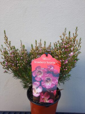 Geraldton Wax 'Strawberry Surprise' 15cm Pot