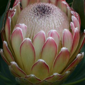 Protea 'Susara' 32cm Pot