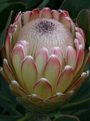 Protea 'Susara' 32cm Pot
