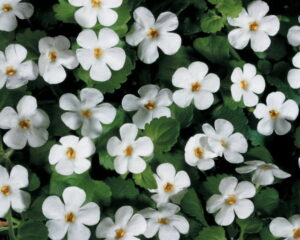 Sutera Cordata 6 Pack