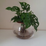 Fishbowl with Swiss Cheese Monster