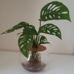 Fishbowl with Swiss Cheese Monster