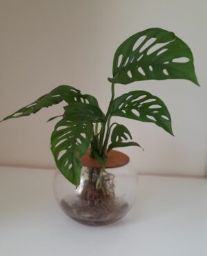 Fishbowl with Swiss Cheese Monster