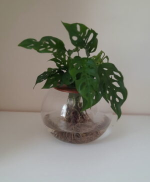 Fishbowl with Swiss Cheese Monster