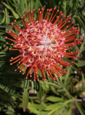 Leucospermum Tango (pincushion) 15cm Pot