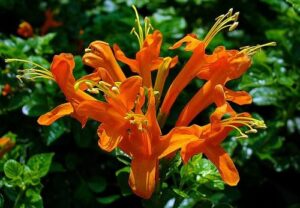 Tecoma capensis 'Orange' 128 Plug Tray