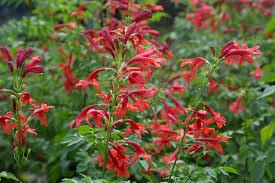 Tecoma capensis 'Red' 128 Plug Tray