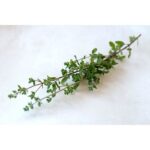 Thyme Common 6 Pack Tray