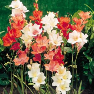 Tritonias Bulbs-Mixed Large Bag