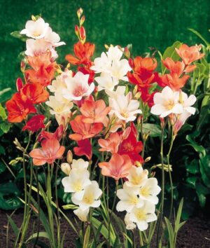 Tritonias Bulbs-Mixed Large Bag