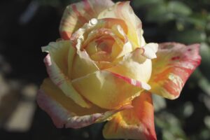 Tropical Sunset Hybrid Tea Rose 5lt