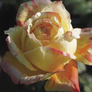 Tropical Sunset Hybrid Tea Rose 5lt